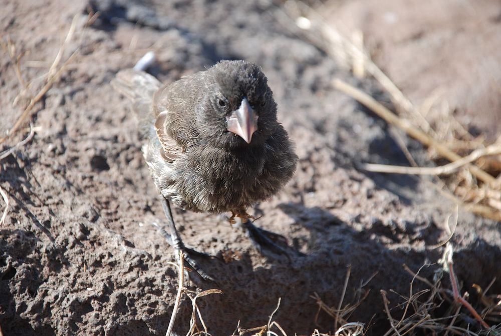 大仙人掌地雀 / Espanola Cactus Finch / Geospiza conirostris