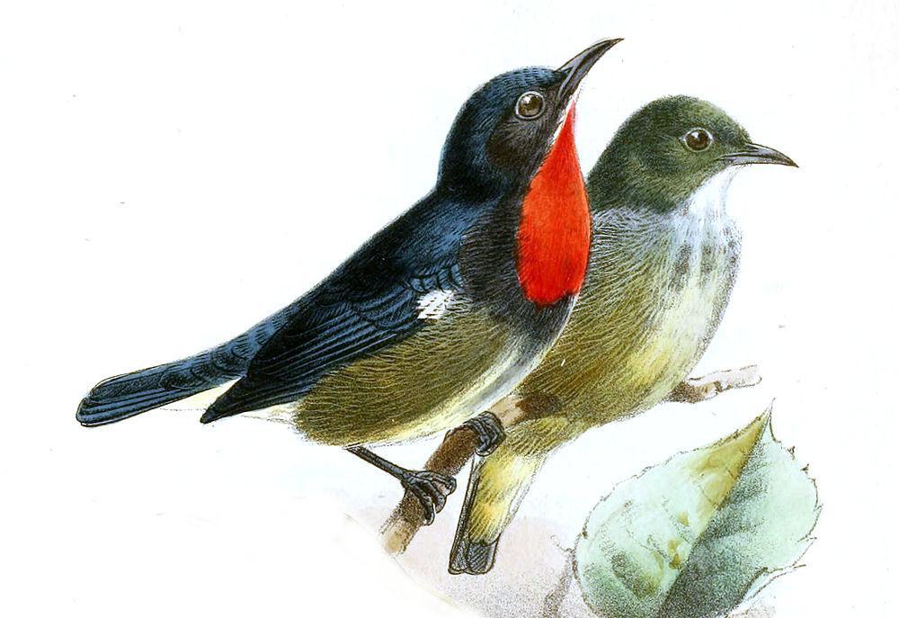 黑胁啄花鸟 / Black-sided Flowerpecker / Dicaeum monticolum