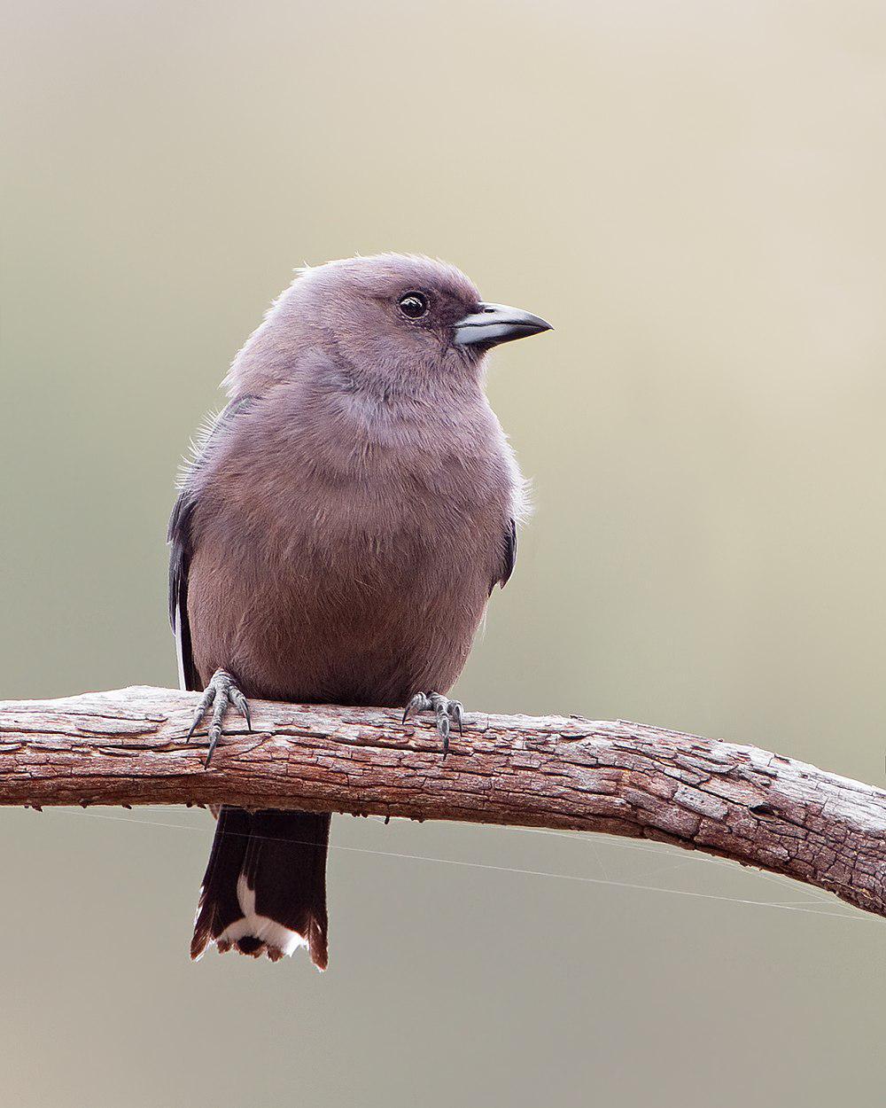 暗燕鵙 / Dusky Woodswallow / Artamus cyanopterus