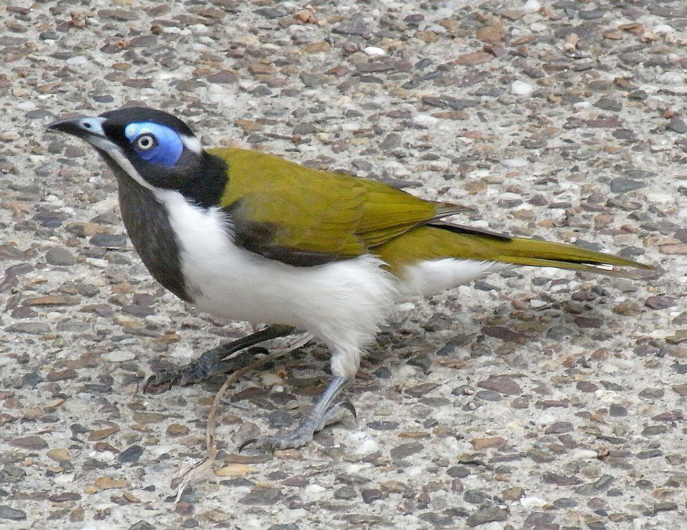 蓝脸吸蜜鸟 / Blue-faced Honeyeater / Entomyzon cyanotis