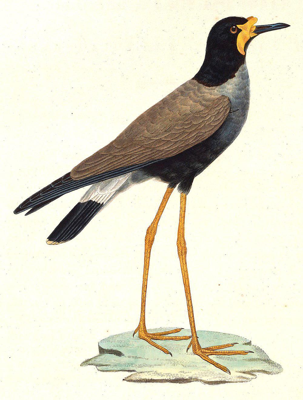 爪哇麦鸡 / Javan Lapwing / Vanellus macropterus