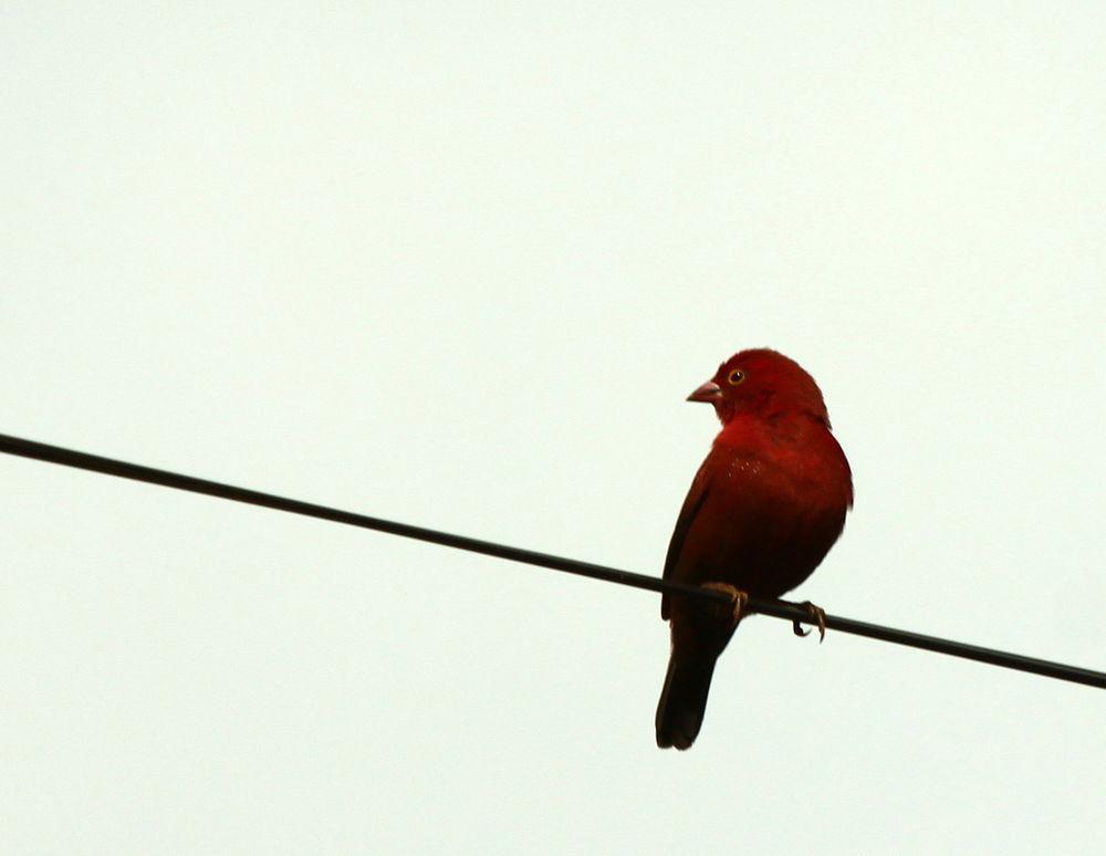 黑腹火雀 / Black-bellied Firefinch / Lagonosticta rara