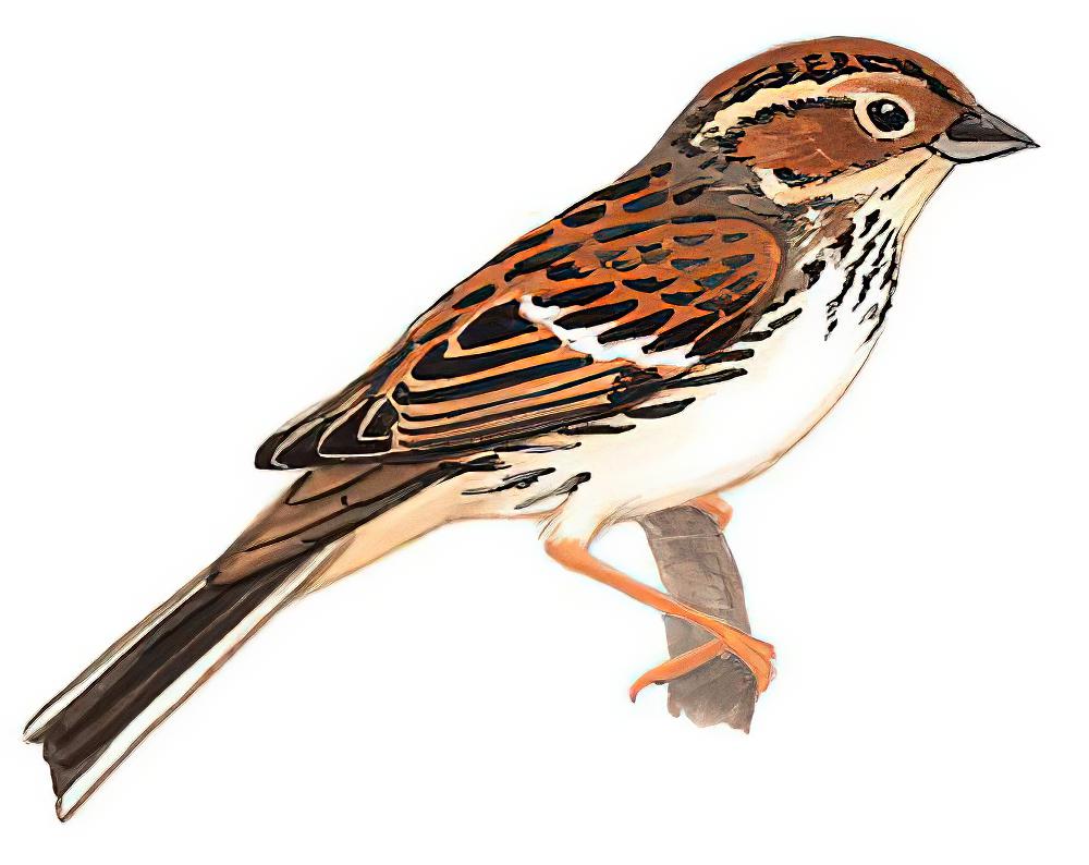 小鹀 / Little Bunting / Emberiza pusilla