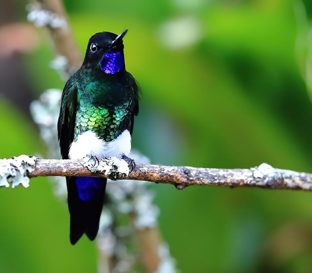 紫颏毛腿蜂鸟 / Glowing Puffleg / Eriocnemis vestita