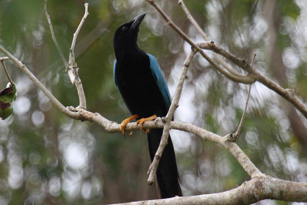 尤卡蓝鸦 / Yucatan Jay / Cyanocorax yucatanicus