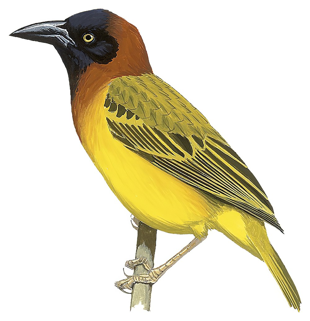 大织雀 / Giant Weaver / Ploceus grandis