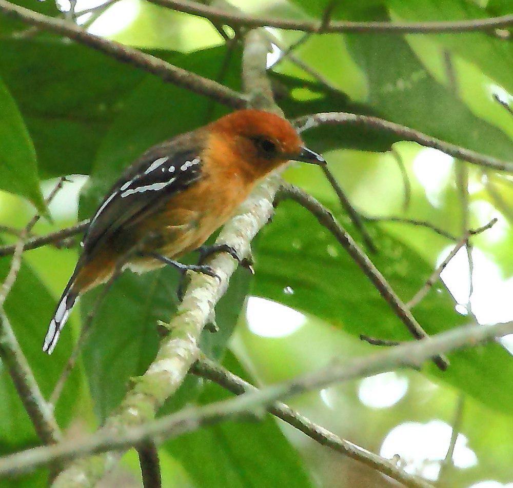 亚马孙蚁鵙 / Amazonian Antshrike / Thamnophilus amazonicus