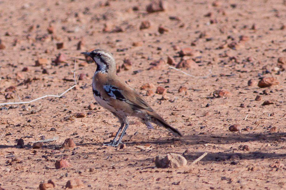 桂红鹑鸫 / Cinnamon Quail-thrush / Cinclosoma cinnamomeum