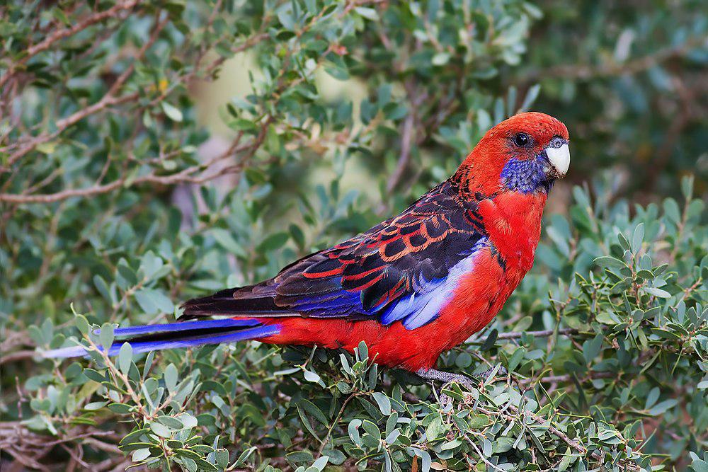 红玫瑰鹦鹉 / Crimson Rosella / Platycercus elegans