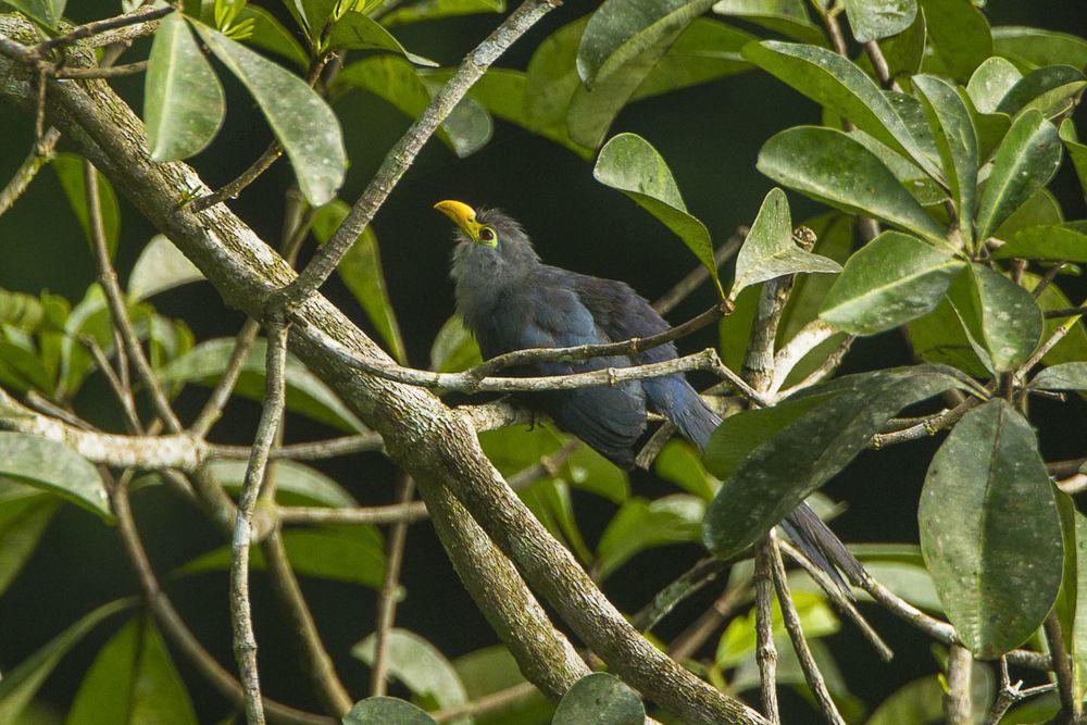 黄嘴鹃 / Blue Malkoha / Ceuthmochares aereus