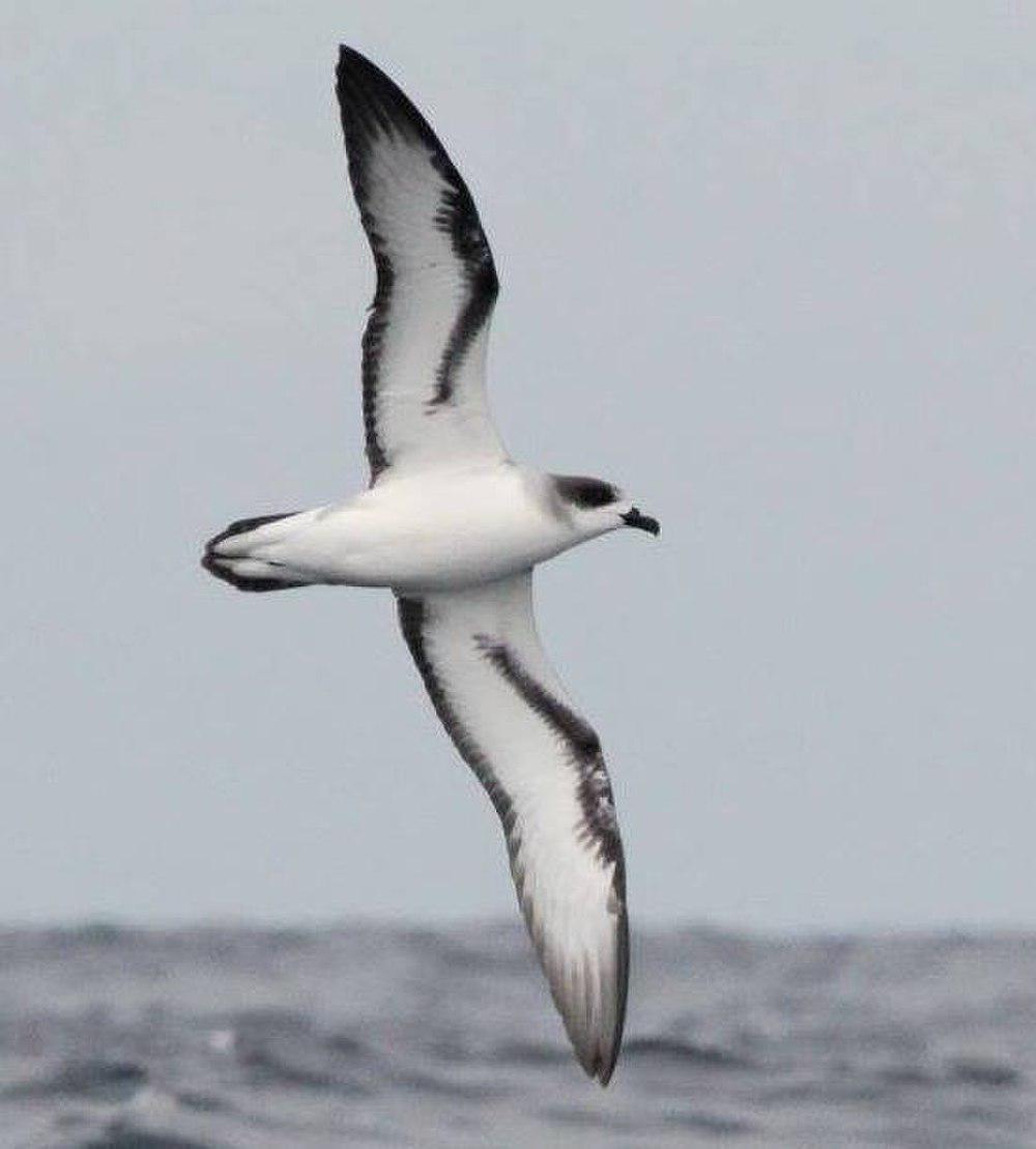 留尼汪圆尾鹱 / Barau\'s Petrel / Pterodroma baraui