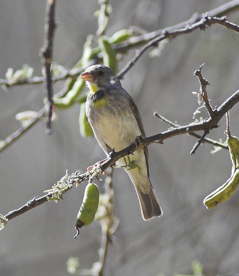 萨氏丝雀 / Salvadori\'s Seedeater / Crithagra xantholaema