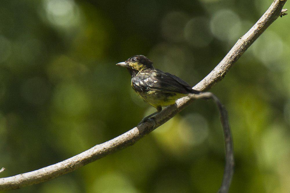 丽色山雀 / Elegant Tit / Pardaliparus elegans