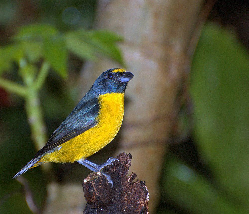 绿喉歌雀 / Green-chinned Euphonia / Euphonia chalybea