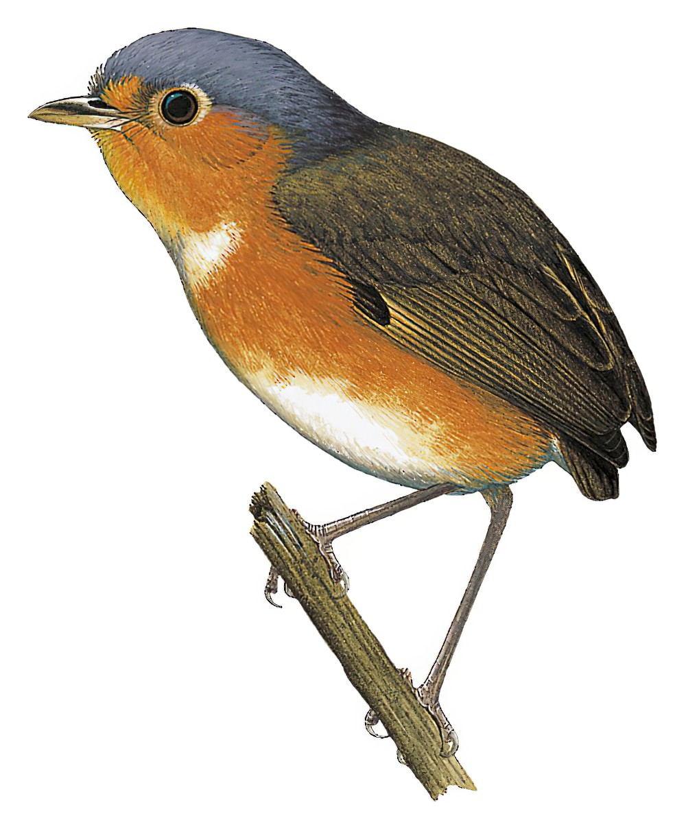 苏克雷蚁鸫 / Sucre Antpitta / Grallaricula cumanensis