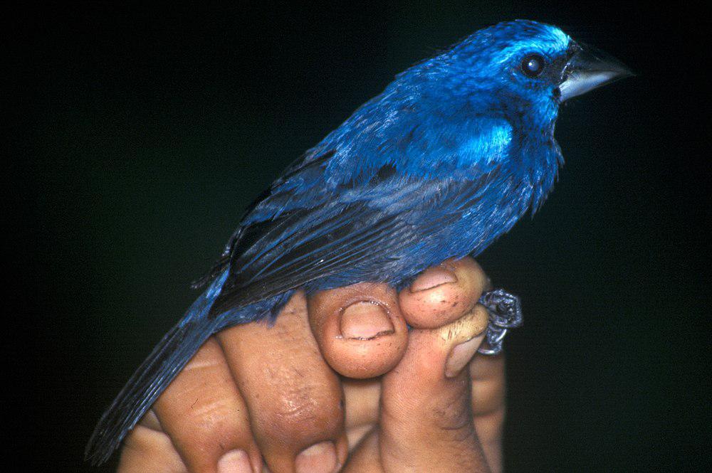 蓝黑彩鹀 / Blue-black Grosbeak / Cyanoloxia cyanoides