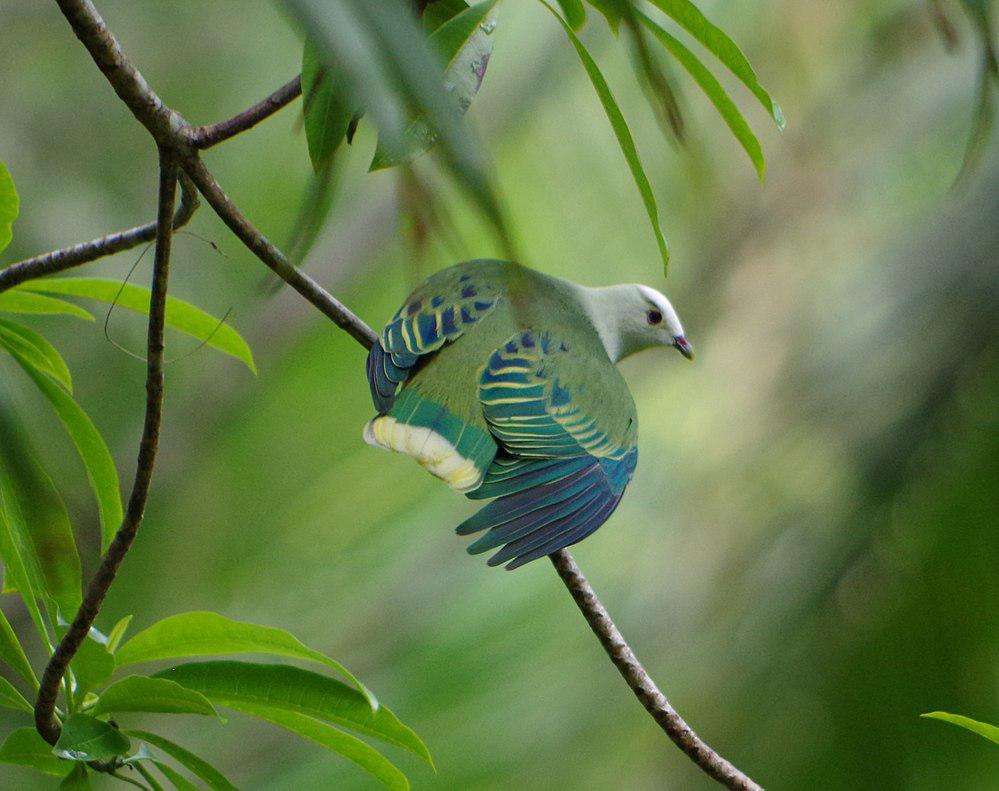 白顶果鸠 / White-capped Fruit Dove / Ptilinopus dupetithouarsii