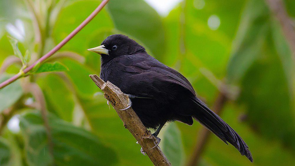 黄嘴酋长鹂 / Yellow-billed Cacique / Amblycercus holosericeus