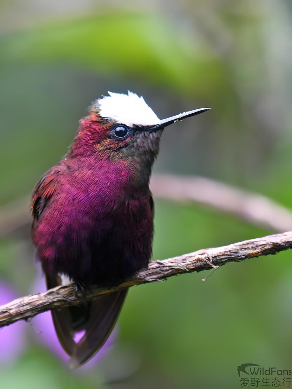 白顶蜂鸟 / Snowcap / Microchera albocoronata