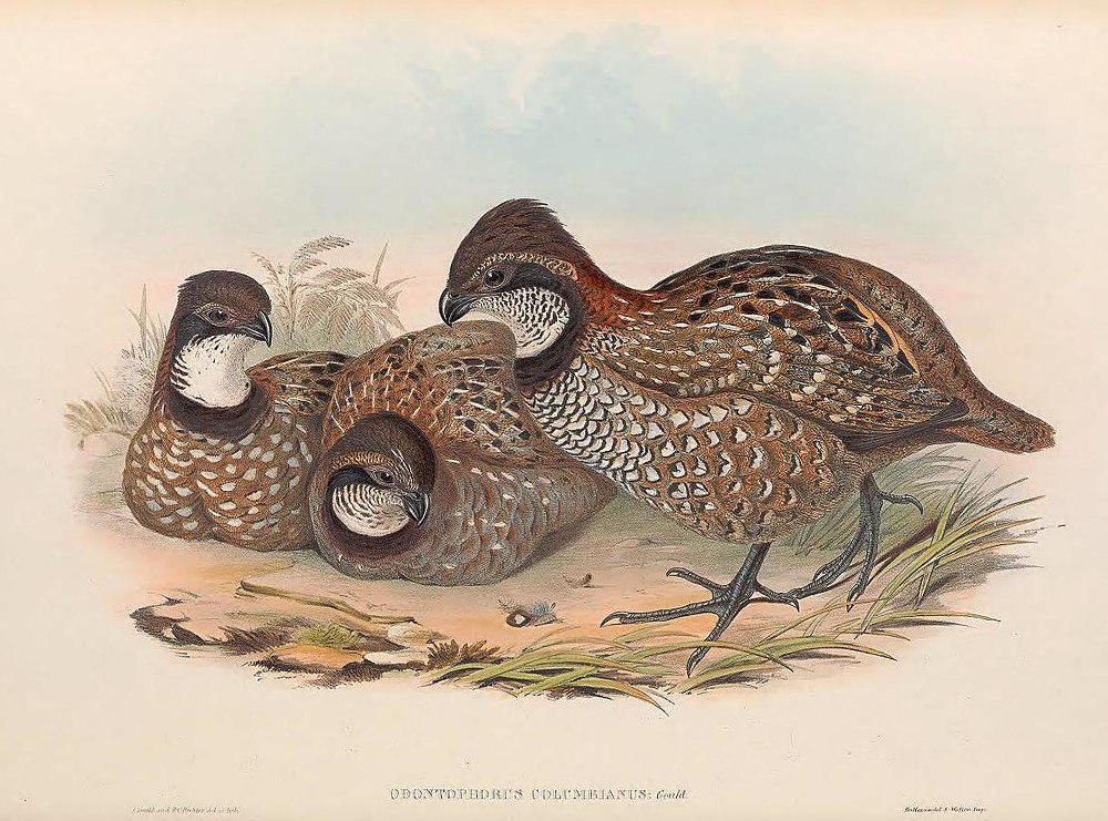 委内瑞拉林鹑 / Venezuelan Wood Quail / Odontophorus columbianus