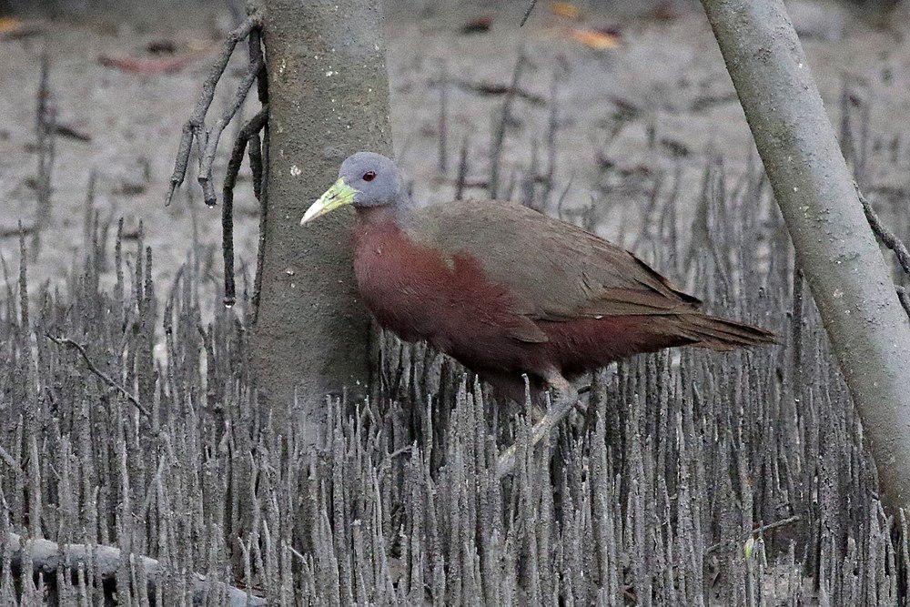 栗腹秧鸡 / Chestnut Rail / Eulabeornis castaneoventris