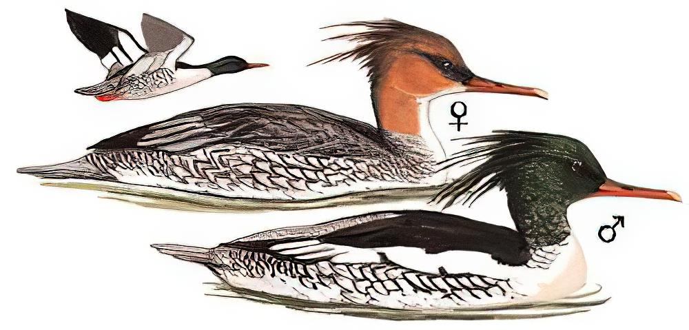 中华秋沙鸭 / Scaly-sided Merganser / Mergus squamatus