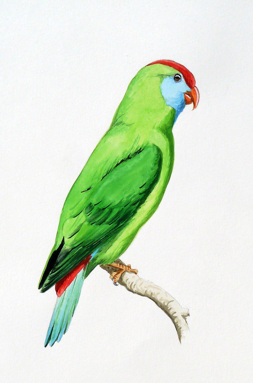 卡米金短尾鹦鹉 / Camiguin Hanging Parrot / Loriculus camiguinensis