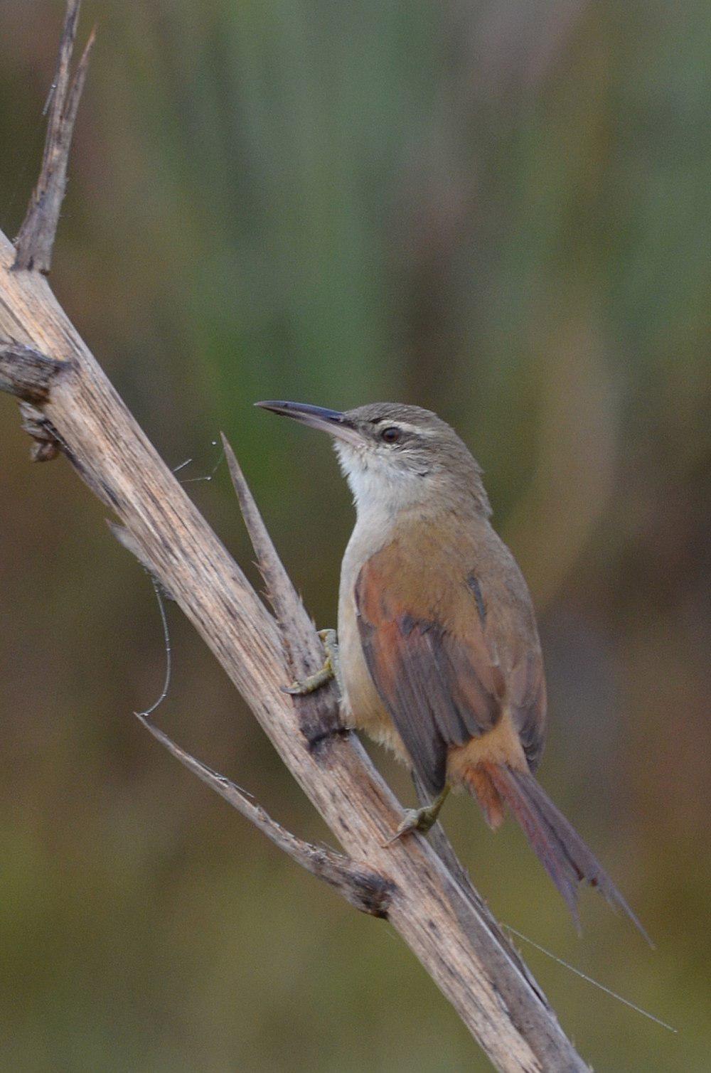 直嘴芦雀 / Straight-billed Reedhaunter / Limnoctites rectirostris