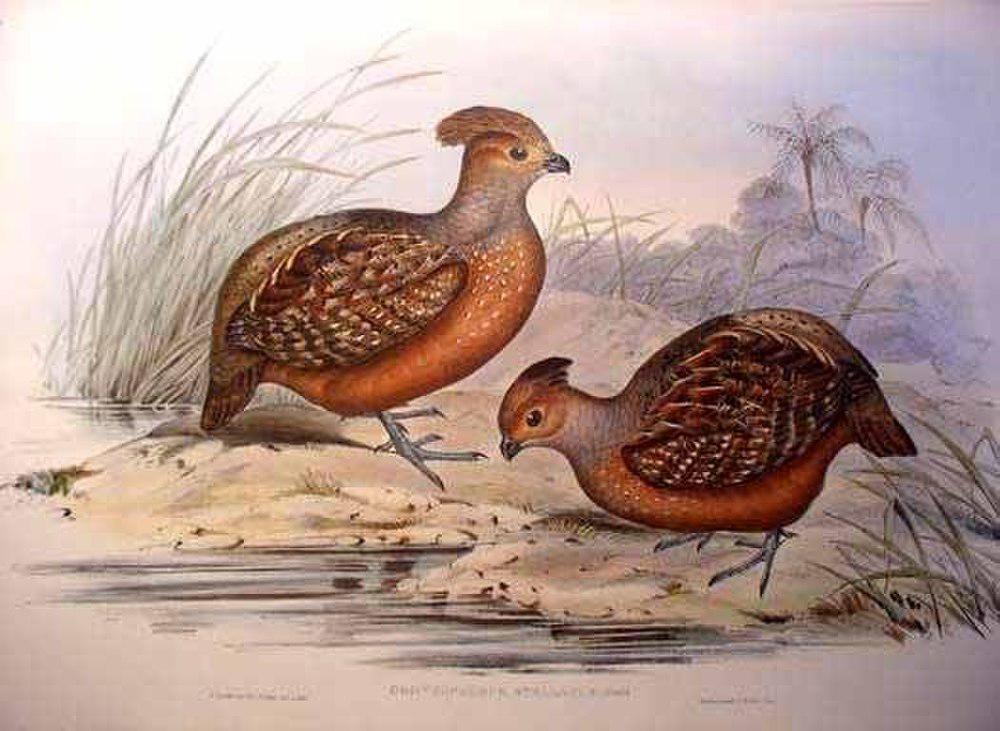 黄眼斑林鹑 / Starred Wood Quail / Odontophorus stellatus