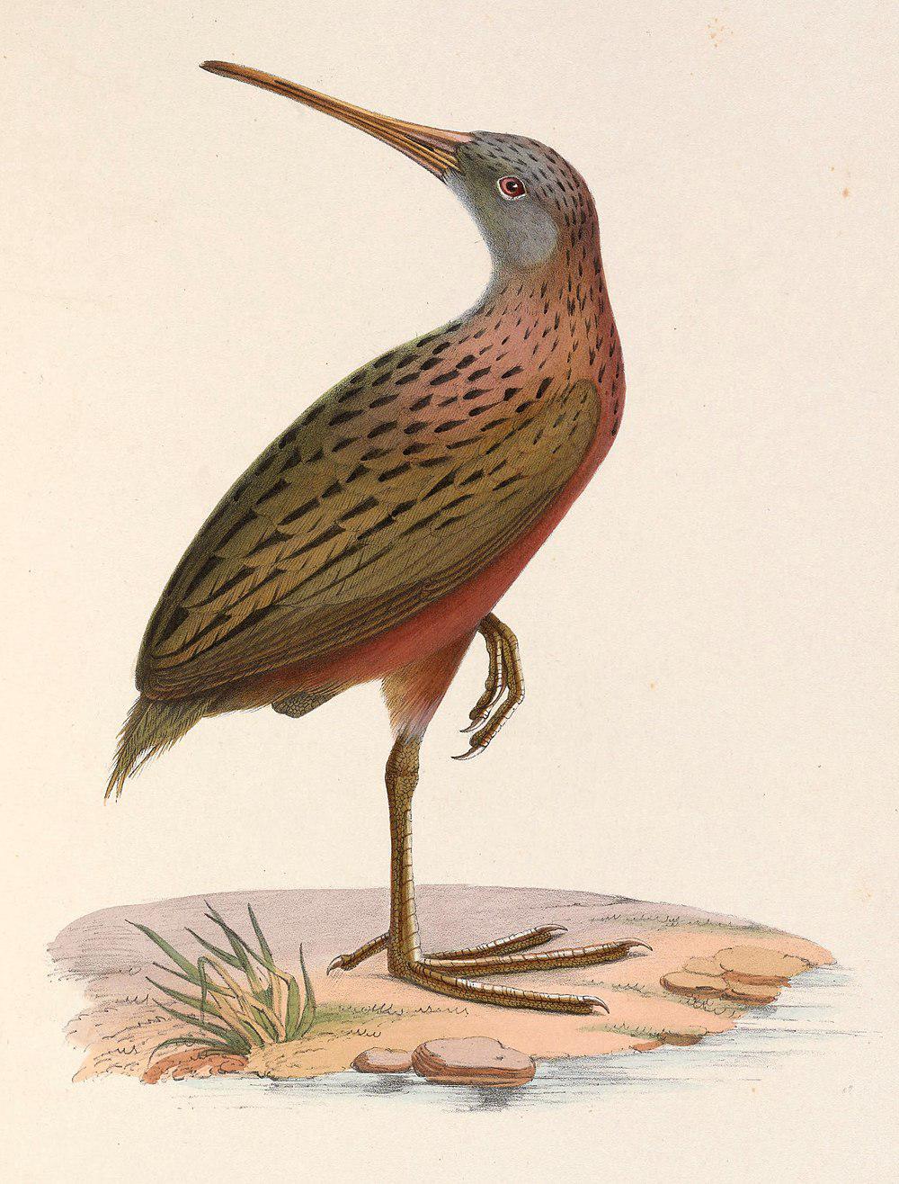 马岛秧鸡 / Madagascan Rail / Rallus madagascariensis