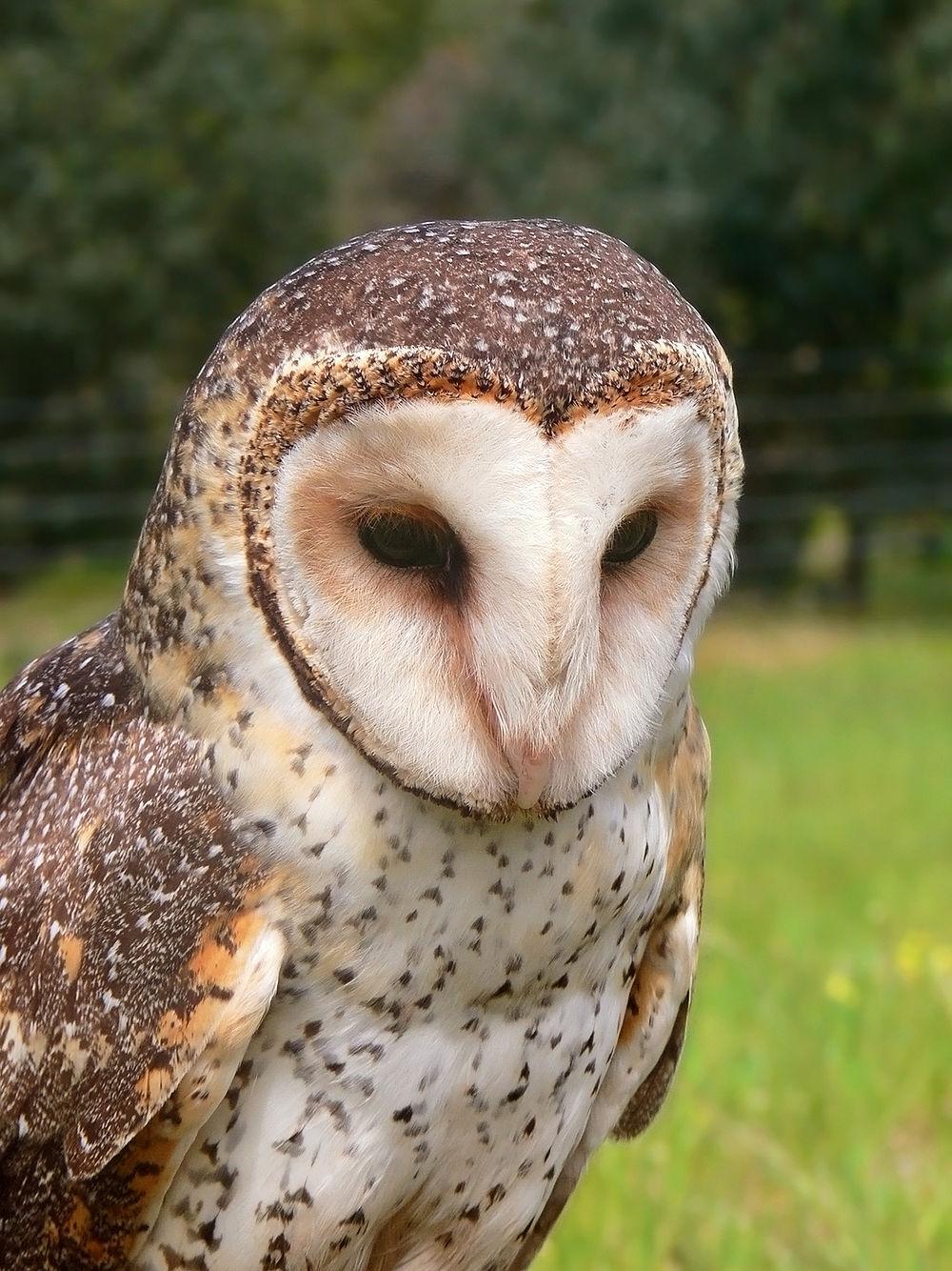 大草鸮 / Australian Masked Owl / Tyto novaehollandiae