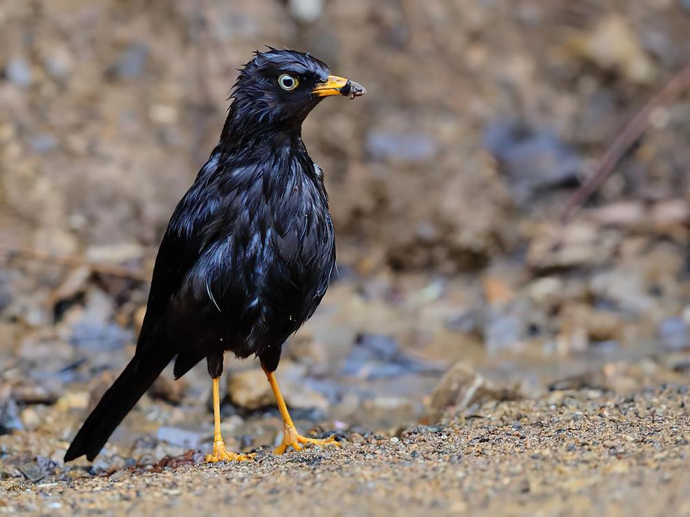 乌鸲鸫 / Sooty Thrush / Turdus nigrescens