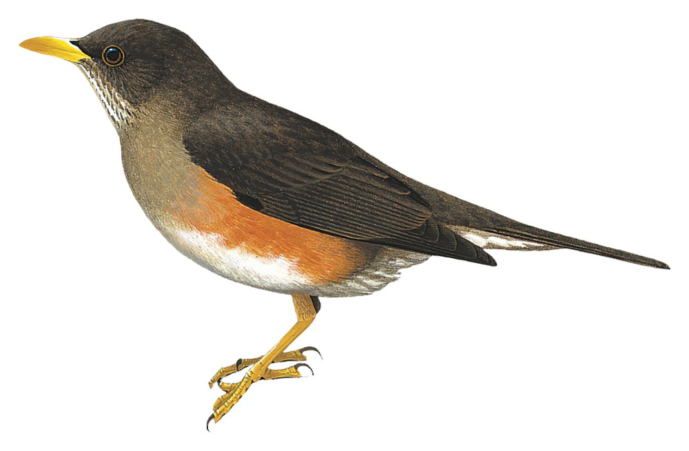 乌桑巴拉鸫 / Usambara Thrush / Turdus roehli