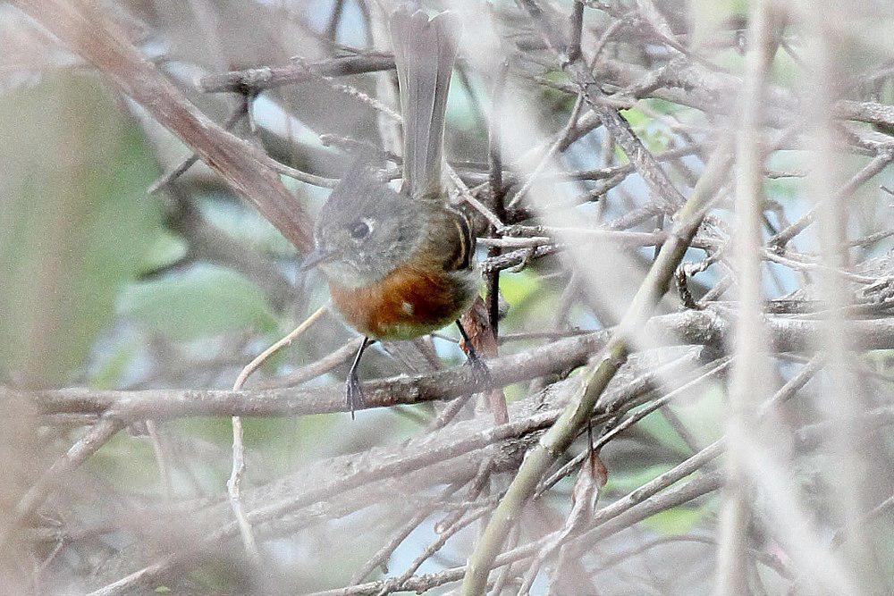 带霸鹟 / Belted Flycatcher / Xenotriccus callizonus