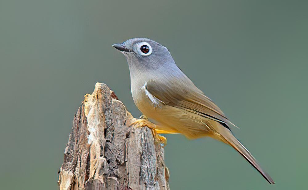 台湾雀鹛 / Grey-cheeked Fulvetta / Alcippe morrisonia