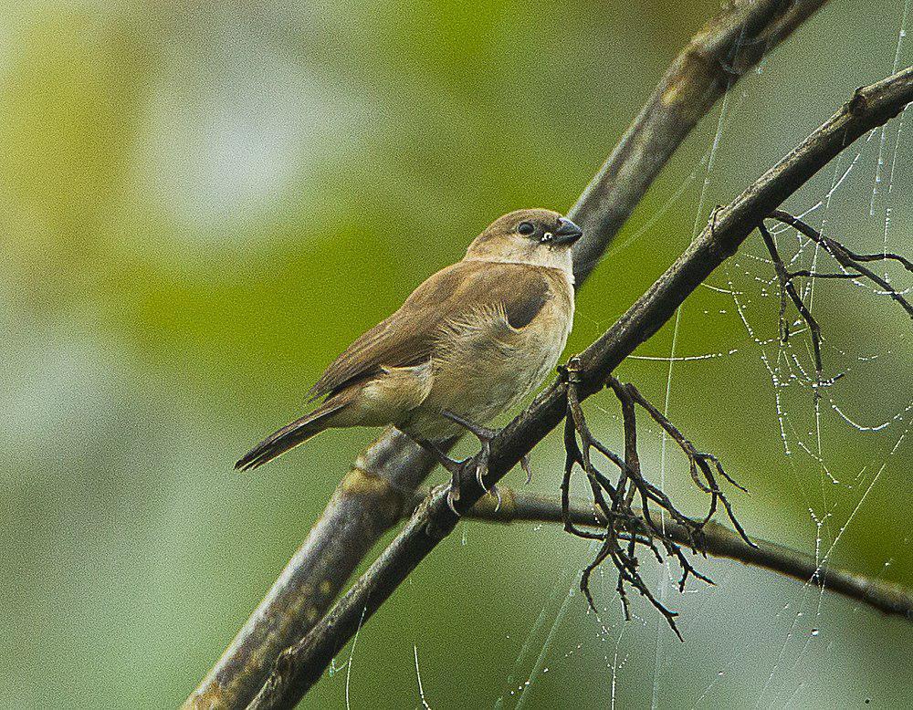 斑胸火雀 / Bar-breasted Firefinch / Lagonosticta rufopicta