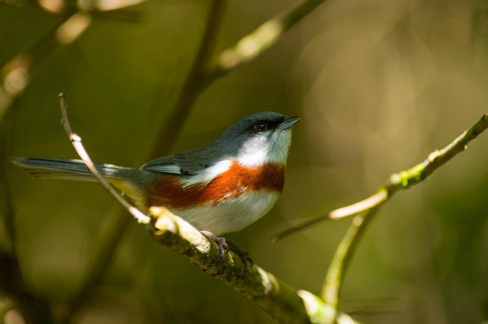 桂胸歌鹀 / Bay-chested Warbling Finch / Castanozoster thoracicus