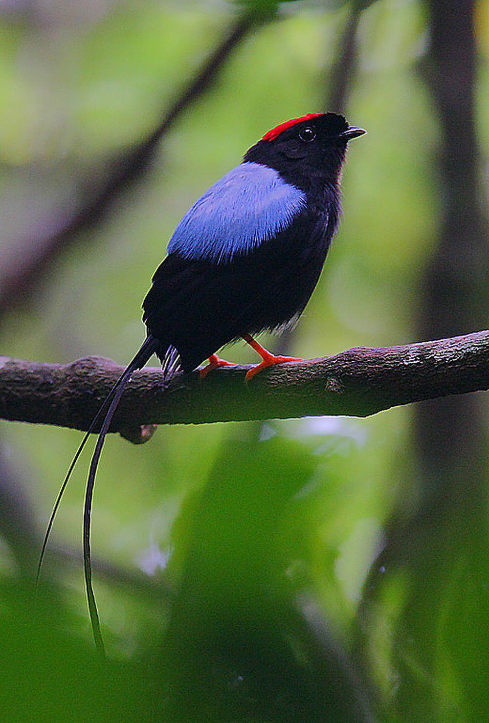 长尾娇鹟 / Long-tailed Manakin / Chiroxiphia linearis