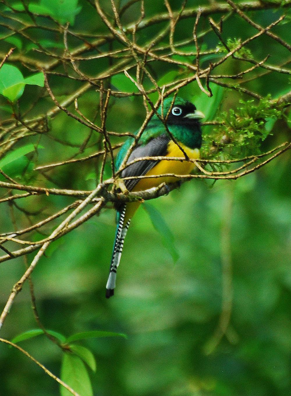 黑喉美洲咬鹃 / Black-throated Trogon / Trogon rufus