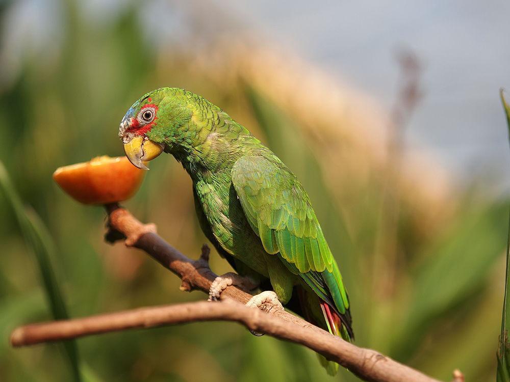 白额绿鹦哥 / White-fronted Amazon / Amazona albifrons