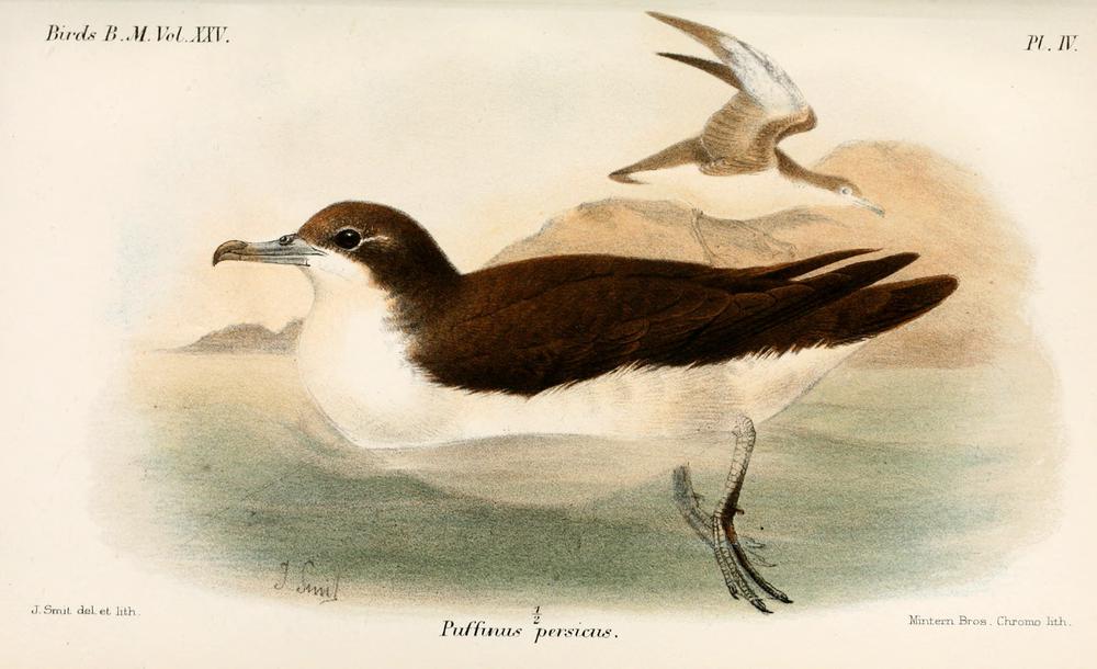 波斯鹱 / Persian Shearwater / Puffinus persicus