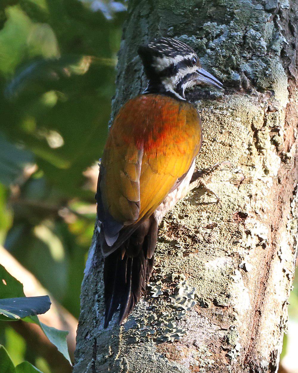 喜山金背啄木鸟 / Himalayan Flameback / Dinopium shorii