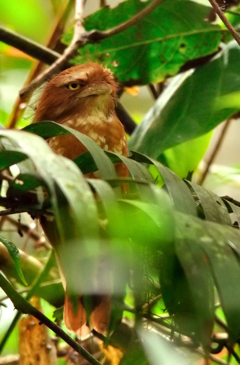 苍头蟆口鸱 / Sumatran Frogmouth / Batrachostomus poliolophus