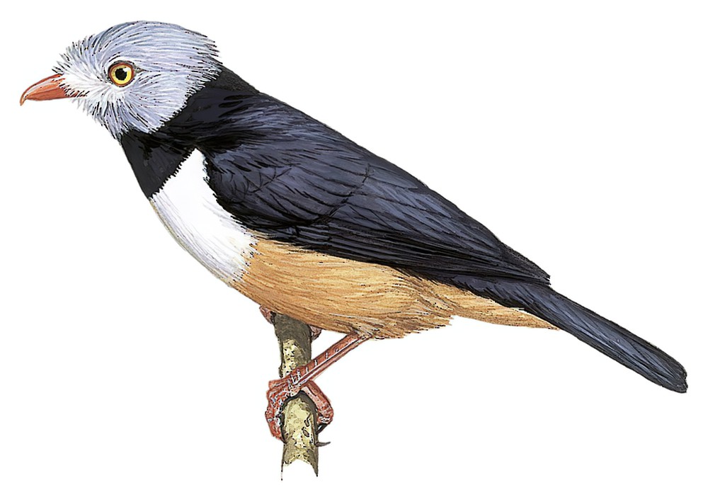 栗腹盔鵙 / Rufous-bellied Helmetshrike / Prionops rufiventris