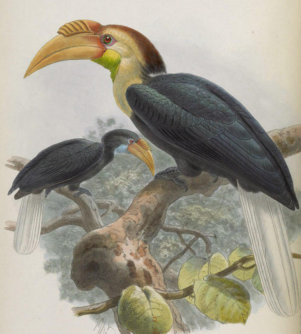 淡喉皱盔犀鸟 / Plain-pouched Hornbill / Rhyticeros subruficollis