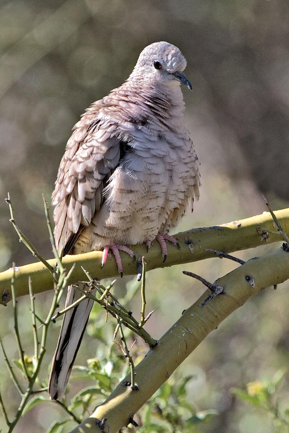 印加地鸠 / Inca Dove / Columbina inca