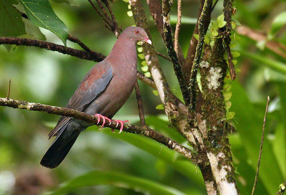 红嘴鸽 / Red-billed Pigeon / Patagioenas flavirostris