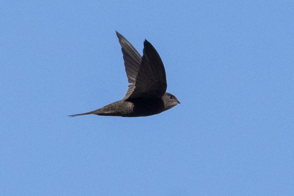 纯色雨燕 / Plain Swift / Apus unicolor