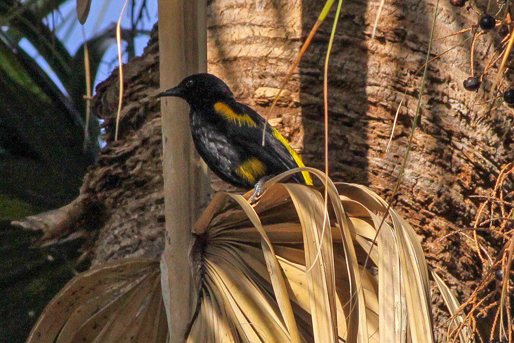 海地拟鹂 / Hispaniolan Oriole / Icterus dominicensis