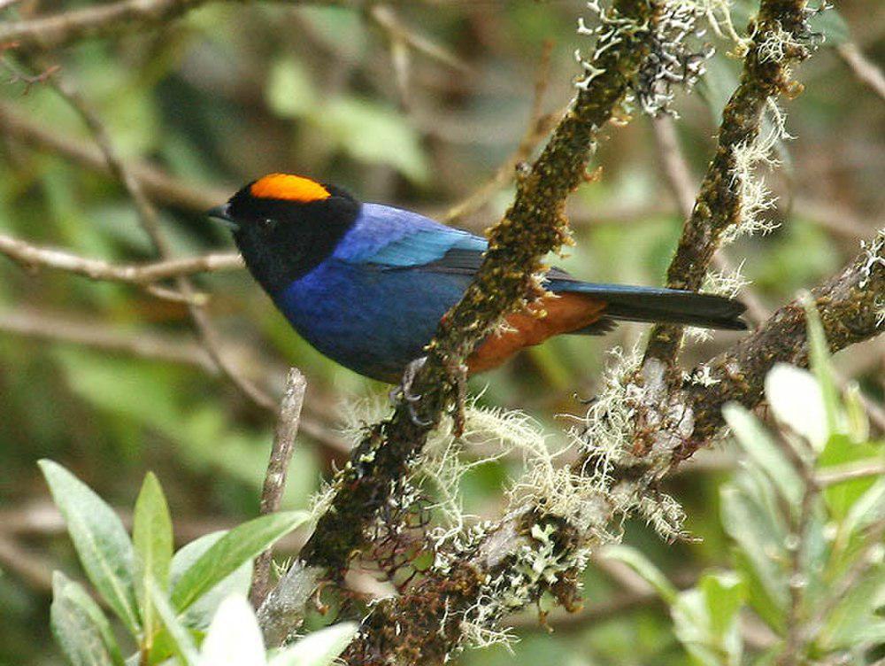 金顶彩裸鼻雀 / Golden-crowned Tanager / Iridosornis rufivertex